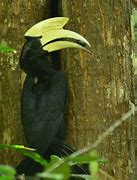 Jenis Burung Di Kalimantan Selatan